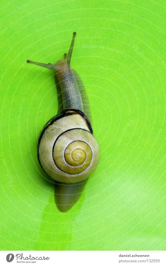 wohn-mobil Frühling grün maigrün Haus Schneckenhaus krabbeln langsam Hintergrundbild Spirale Mobilität Tier Makroaufnahme Nahaufnahme Farbe