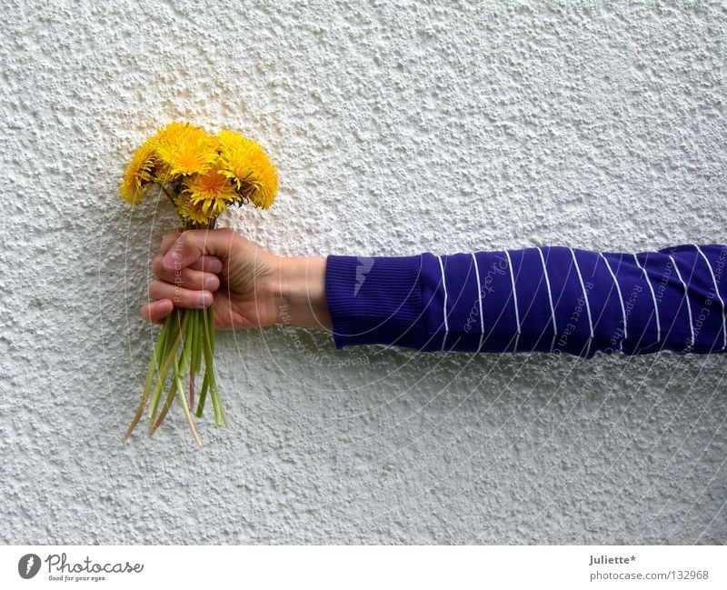 Blumenhalter Wand violett Stengel Löwenzahn Hand weiß grün stehen festhalten schenken vertikal Frühling Geburtstag Arme umklammern Gleb