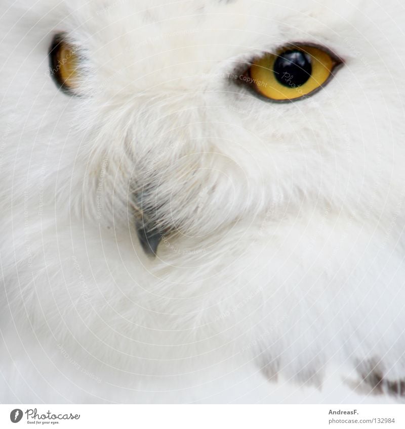 SchneeEule Eulenvögel Schnee-Eule Tier Vogel weiß Sauberkeit rein Tarnung Feder Zauberei u. Magie Zauberer mystisch Märchen Konzentration kuschlig Winter Zoo