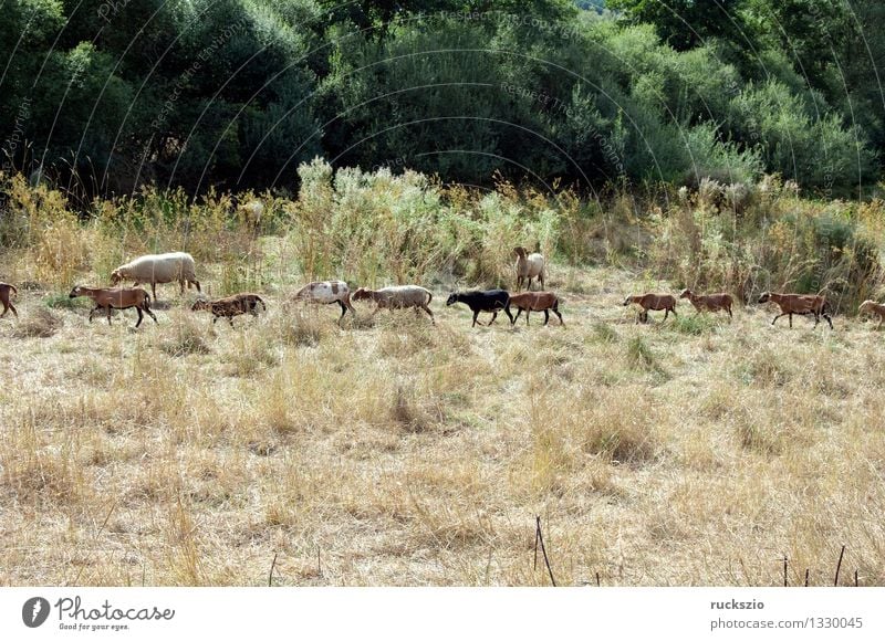 Coburger, Fuchsschaf, Kamerunschaf Tier Wiese Haustier Nutztier bedrohlich klein gefährlich Arche-Hof Coburger Fuchs Schafrasse Hausschafs Ovis gmelini aries