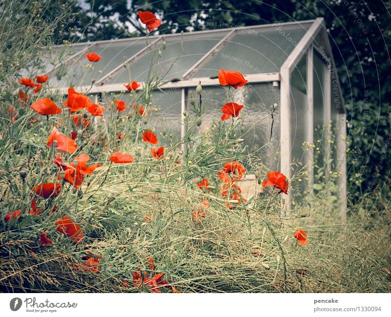 mohntag im garten Natur Pflanze Garten Haus authentisch einzigartig Wärme feminin Idylle Mohnblüte Gewächshaus Häusliches Leben Farbfoto Außenaufnahme