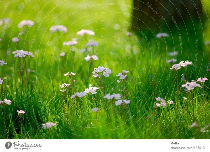 Frühlingsromantik Wiese Blume Gras Blüte Baum Sonnenlicht Romantik Gute Laune Park schön Rasen Baumstamm Schatten Impressionismus Freifläche Wiesen-Schaumkraut