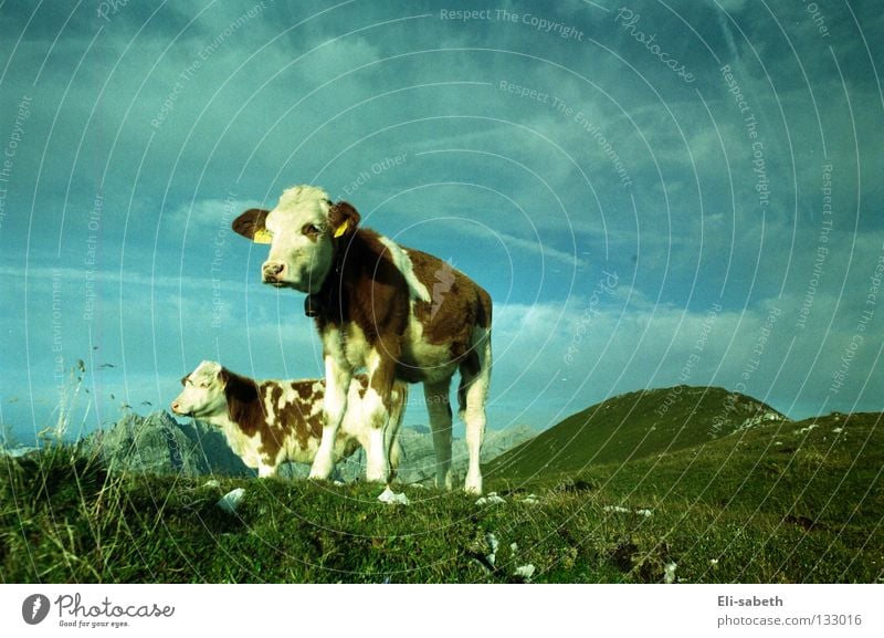 muh grün Wiese Alm ruhig Kuh Tier Kalb Gras saftig Sommer Außenaufnahme Weitwinkel Ferne Säugetier Berge u. Gebirge Kraft Himmel Natur Weide Glück Freiheit