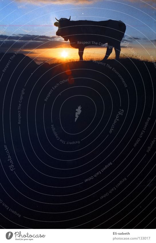 Sonnenaufgang Alm ruhig Kuh Tier Kalb Sommer Berge u. Gebirge Säugetier Himmelskörper & Weltall Natur Silhouette