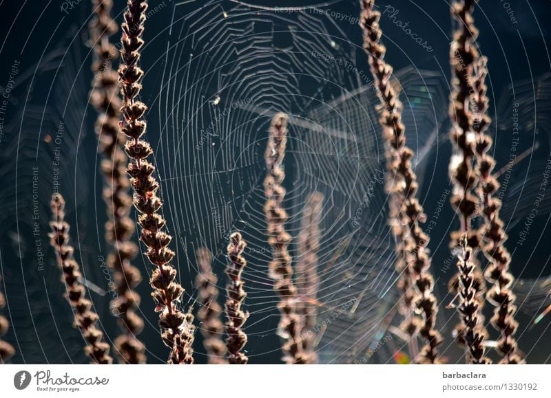 Halloween am Fischweiher Natur Pflanze Tier Wasser Herbst Gras Sträucher Teich Spinnennetz dunkel Stimmung bizarr Umwelt Gedeckte Farben Außenaufnahme Muster