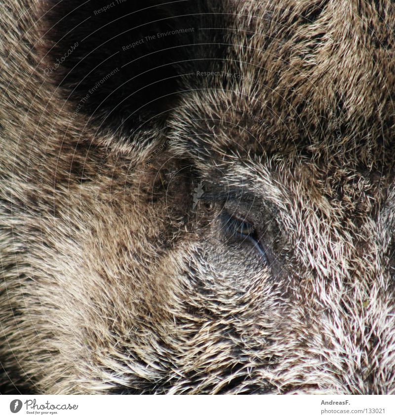 Sauerei Schwein Wildnis Wildschwein Eber Schweinerei Metzger Jäger Tier Fell Borsten hören Schweinekopf Säugetier Bart Wildtier Jagd Natur borstig Ohr Auge