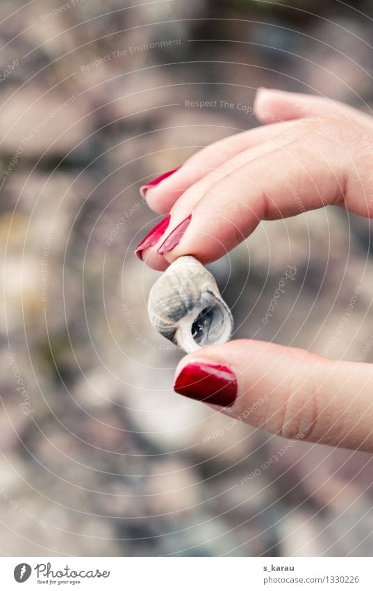 Strandgut Ferien & Urlaub & Reisen Ausflug Ferne Freiheit Sommer Meer Mensch feminin Hand Finger 1 Natur Sand Küste Muschel Muschelschale berühren einfach klein