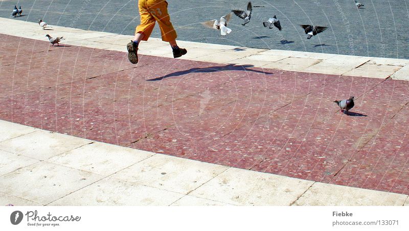 Taubenschreck weiß grau schwarz Vogel ausgestreckt Kind klein Krallen dreckig kaputt Platz Schuhe Strümpfe durcheinander Flucht springen Ausgelassenheit