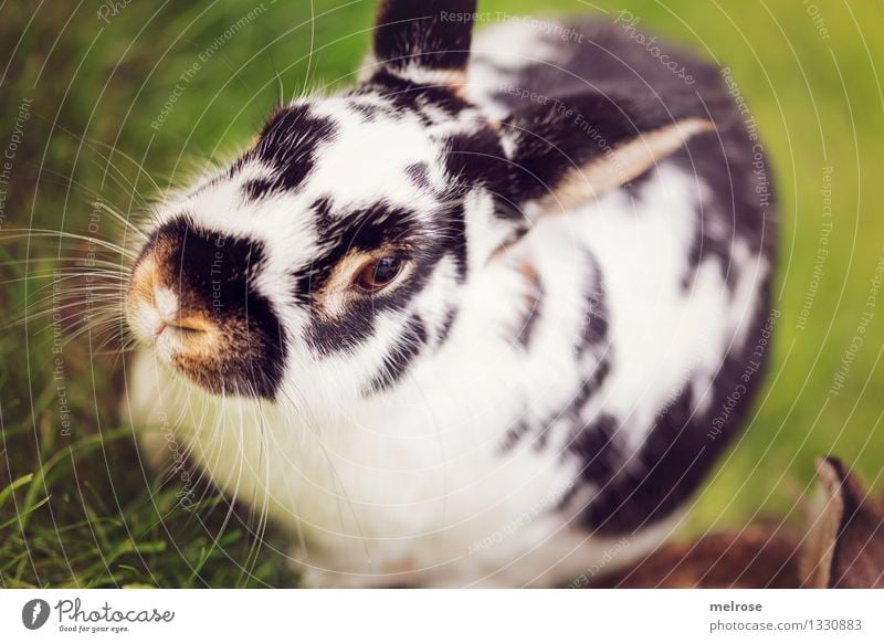 bin schon putzmunter Natur Sommer Schönes Wetter Gras Wiese Haustier Fell Zwergkaninchen Hasenohren Schnauze Säugetier 1 Tier Hasenlöffel Hase & Kaninchen