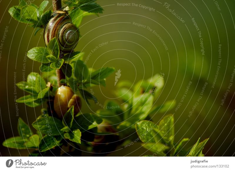 Wohnen im Grünen Schneckenhaus Landlungenschnecke grün Sträucher Ernährung Pflanze Tier Haus Wohngemeinschaft Farbe bänderschnecke schnirkelschnecke Zweig