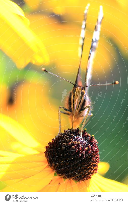 Admiral Natur Pflanze Tier Sonnenlicht Sommer Herbst Schönes Wetter Blume Blüte Garten Wildtier Schmetterling Vanessa atalanta 1 Fressen braun mehrfarbig gelb