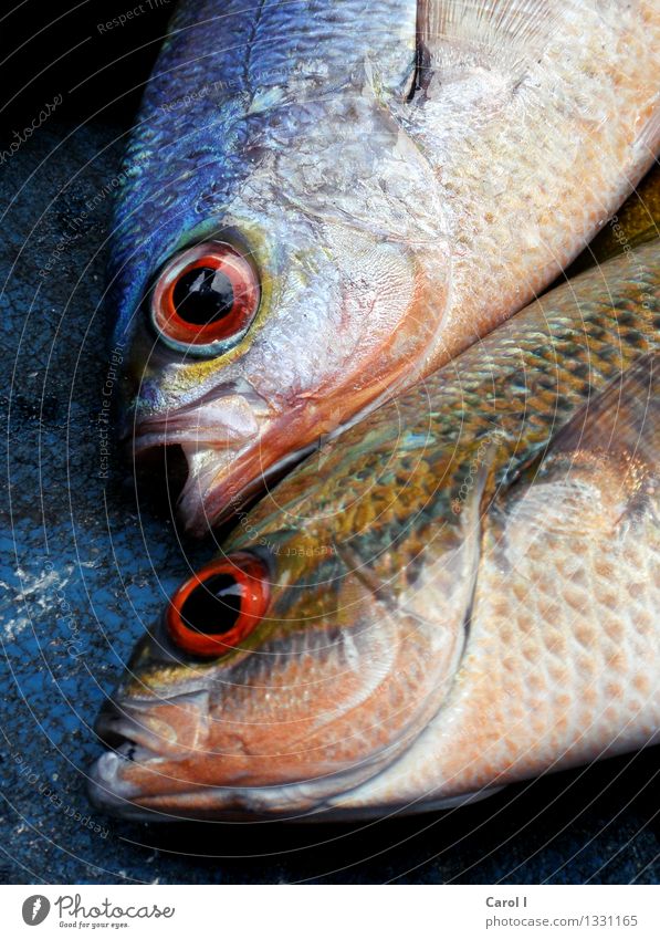 I>O Fisch Sushi Angeln Essen Fischer Kopf Auge Wasser Meer See Tierpaar Coolness Ekel kalt nass blau bizarr Tod Farbfoto Nahaufnahme Tag Zentralperspektive