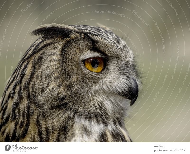 Uhu II Jäger Greifvogel ruhig Feder Gehörsinn braun grau schwarz gelb weich Glätte Frieden Wildpark Flugschau Silhouette Vogel nachtjäger auge. schnabel