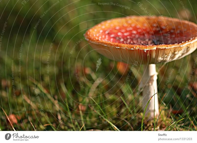 Fliegenpilz - nicht für die Pilzsuppe! Giftpilz Amanita muscaria Roter Fliegenpilz Pilzhut roter Pilzhut Pilzlamellen ungenießbar Fundstück Herbstwiese