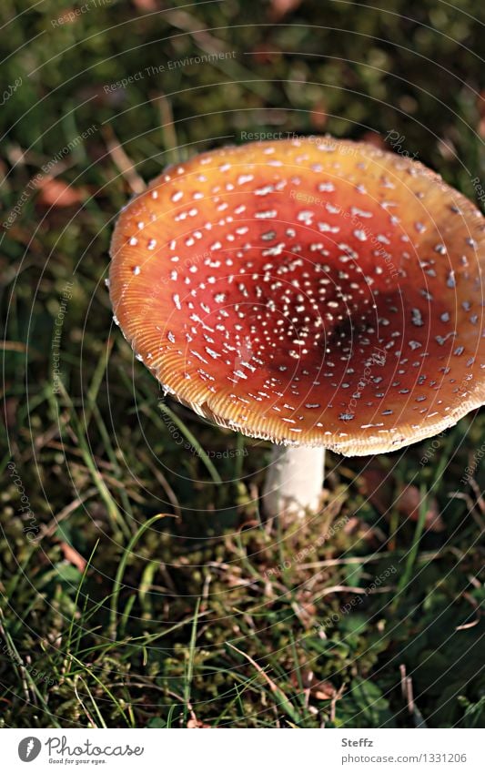 Fliegenpilz im warmen Herbstlicht Pilzhut giftiger Pilz Amanita muscaria Herbstwiese Waldwiese herbstlich Novemberlicht herbstliche Impression