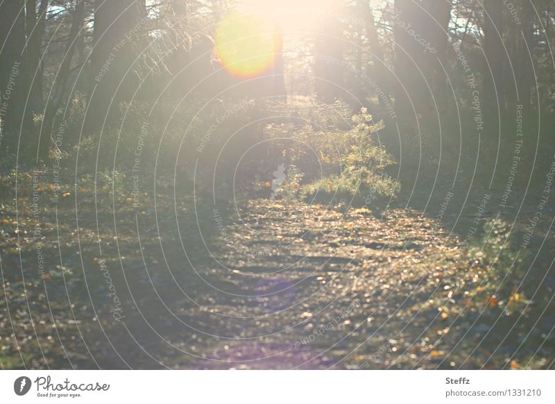 die zweite Sonne im Novemberwald herbstliche Impression Herbstwald Waldgeheimnis Lichtschimmer Lichtschein Novemberblues Novemberstimmung Lichtreflexe