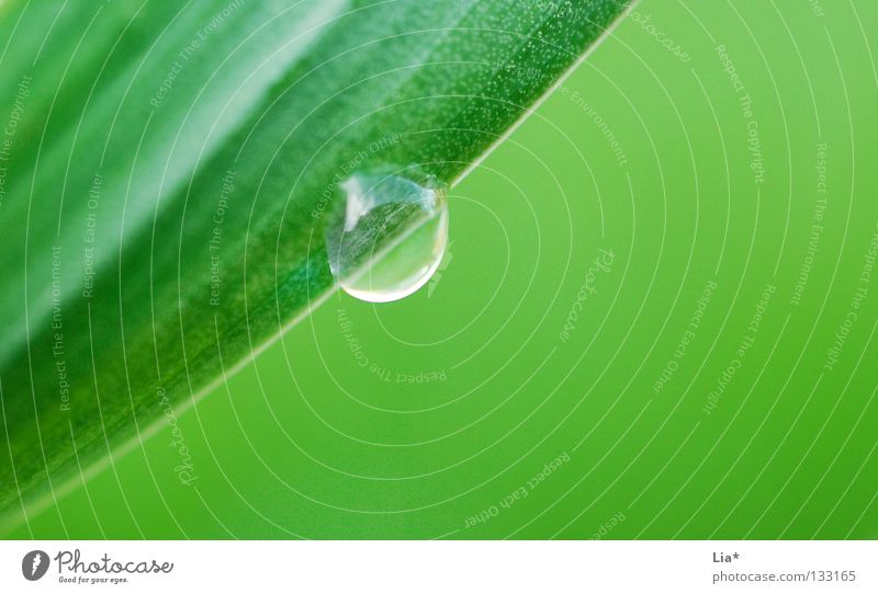 drop Wellness Erholung ruhig Umwelt Natur Wasser Wassertropfen Regen Gras Wiese Schifffahrt Tropfen hängen einfach nass grün Einsamkeit Umweltschutz Halm Tau