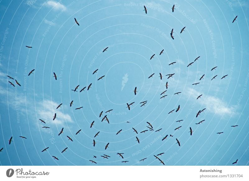 Schwarm Tier Himmel Wolken Vogel Flügel fliegen hoch viele blau schwarz weiß oben klein Reisefotografie beobachten kreisen Körperteile Marokko Rabat Farbfoto