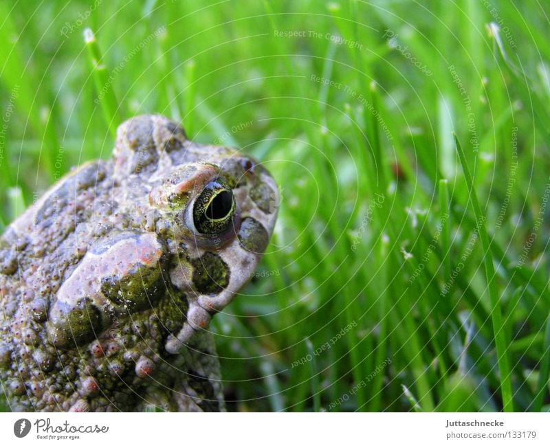 Froschkönig Gras Kaulquappe grün Quaken Umweltschutz unerschütterlich schmollen Teich See Europa Gewässer Gartenteich Biotop Unke flüchten laufen hüpfen