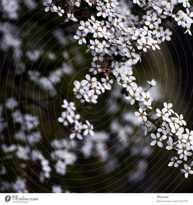 strauch Sträucher Baum Geäst Blüte Nieselregen feucht Trauer Märchen fantastisch träumen Verhext Einsamkeit Frühling Physik Tau Morgen Nebel Unschärfe Blühend