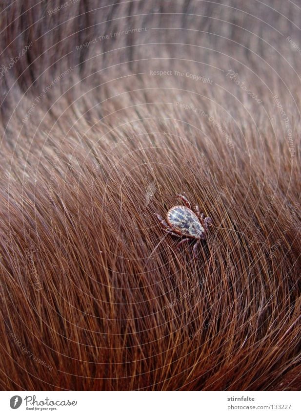 Zeckenalarm Holzbock Parasit Schädlinge Fell Hund braun Spinne gefährlich klein Monster Nahaufnahme Lichterscheinung Ekel Stechmücke Borreliose