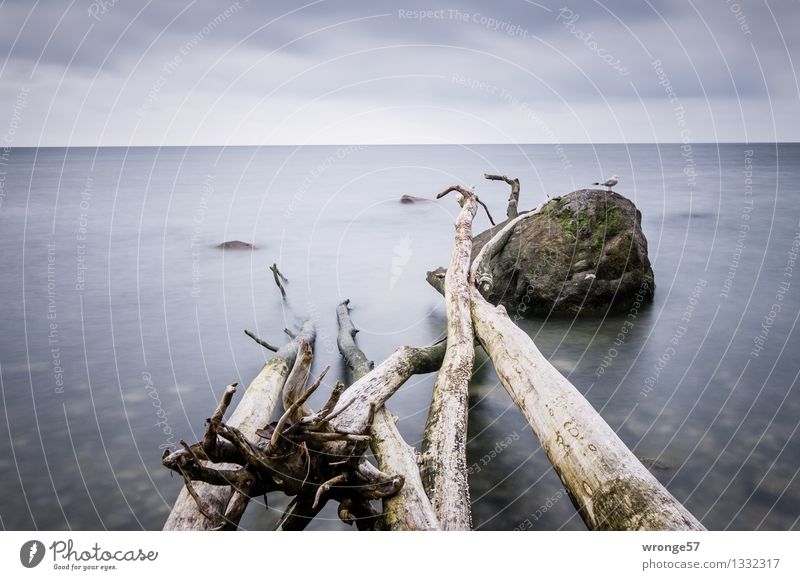 Am Meer Natur Luft Wasser Wolken Horizont Baum Küste Ostsee Tier Wildtier Vogel Möwe 1 Unendlichkeit maritim blau grau grün Wasseroberfläche Himmel Wolkenhimmel