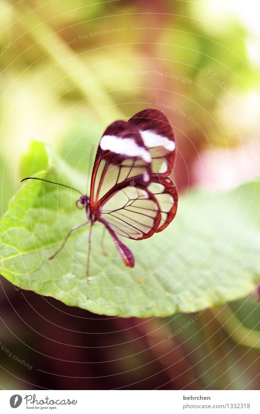 verträumt Natur Pflanze Tier Frühling Sommer Baum Sträucher Blatt Garten Park Wiese Wildtier Schmetterling Flügel glasflügelfalter 1 beobachten Erholung