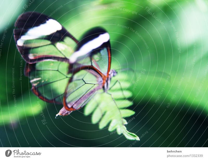 federleicht Natur Pflanze Tier Frühling Sommer Baum Sträucher Farn Blatt Garten Park Wiese Wildtier Schmetterling Flügel 1 Erholung fliegen Fressen sitzen