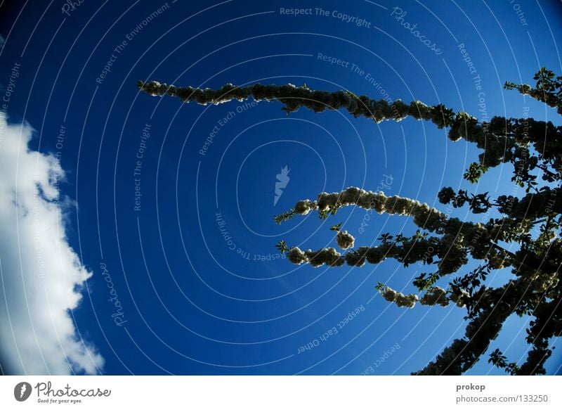 Erstrebenswert Wolken Blüte Kirschblüten Baum Sommer Frühling Pol- Filter fein Freiraum Reifezeit Wachstum Pflanze Romantik Himmel Frieden Blühend prokop fangen