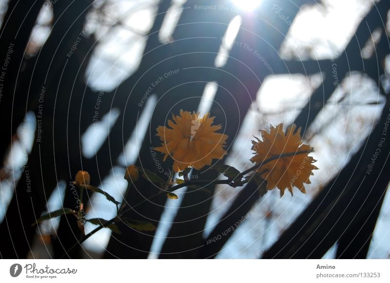 Waldwunder Licht Blume schön gelb Romantik himmlisch ruhig Denken Baum diagonal Frühling Sommer Jahreszeiten Natur hell Lichtstrahl Bewegung Dynamik Linie Sonne