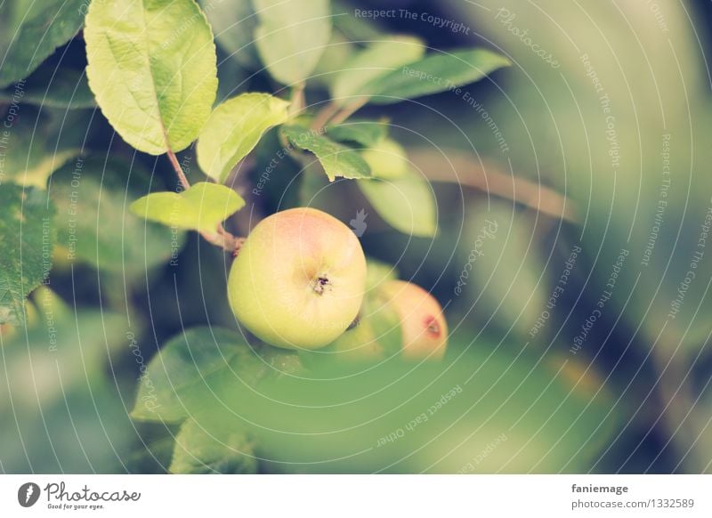 Apfelzeit Natur Sommer Herbst Schönes Wetter Baum Blatt Garten Wiese Feld natürlich rund saftig gelb grün Apfelbaum lecker Bioprodukte Gesundheit Naturprodukt