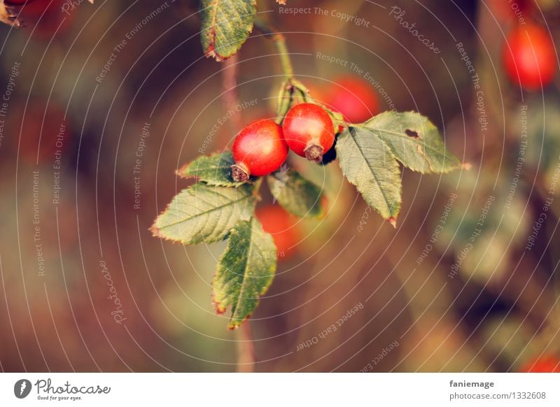 Hagebutte Natur Herbst Schönes Wetter Sträucher Blatt Garten Park Feld braun gold grün rot herbstlich Warme Farbe Hagebutten Zweige u. Äste Unschärfe Frucht