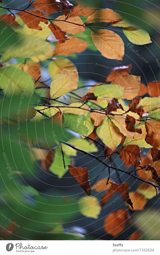 Jahreszeitenwechsel Zwischenzeit Buchenblätter Buchenzweig vergänglich Umwandlung Kreislauf der Natur Wandel Waldbaden Herbstlaub Herbstwald Herbstgefühle