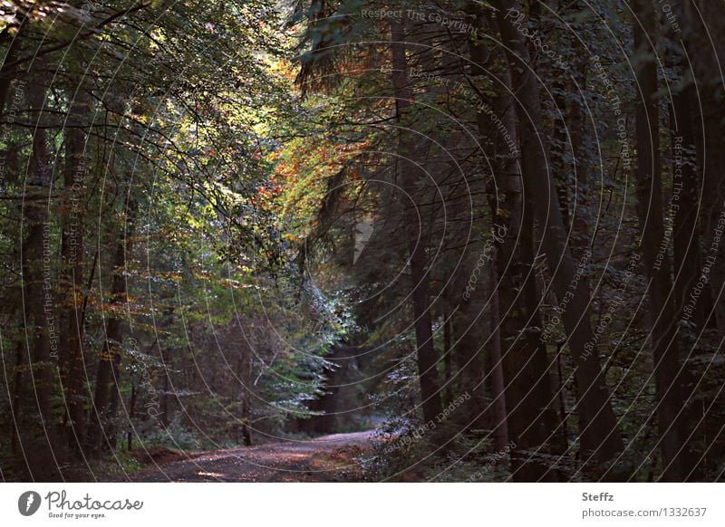 Spazierweg im Wald Herbstwald Waldbaden dichter Wald verwunschener Wald September tief im Wald Waldstimmung Vergänglichkeit Herbstbeginn Stille ruhig