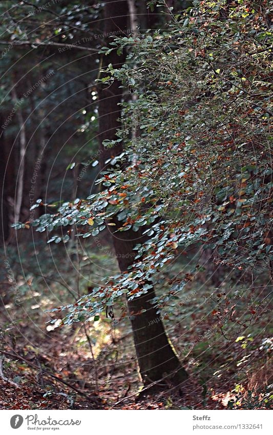 Waldbaden im September Buche Buchenblätter Saisonende Jahreszeitenwechsel Buchenzweig Vergänglichkeit Waldluft Laubwald Sommerende Herbstanfang vergänglich