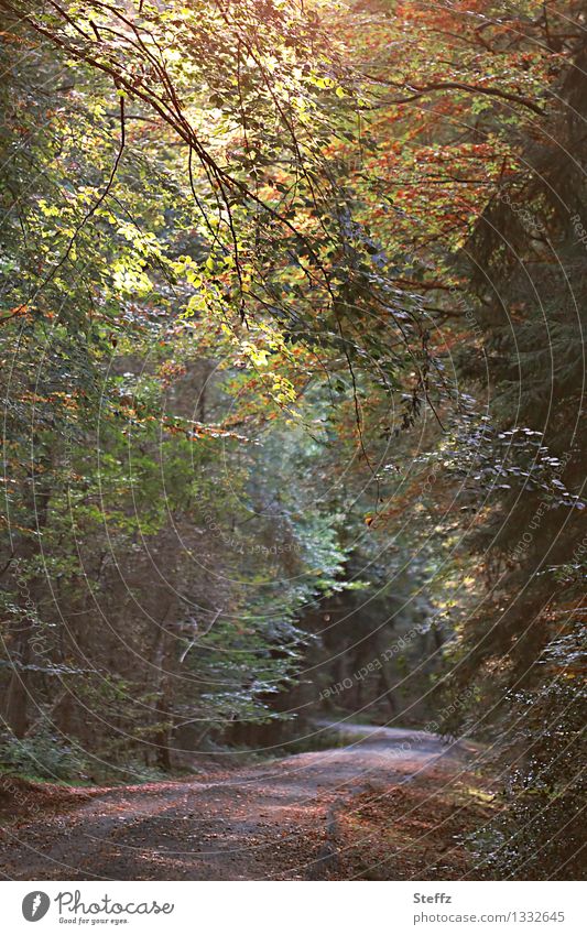 Waldbaden im September Herbstwald Jahreszeitenwechsel Licht durch Blätter Kreislauf der Natur Laubwald Laubbäume vergänglich Waldstimmung tief im Wald