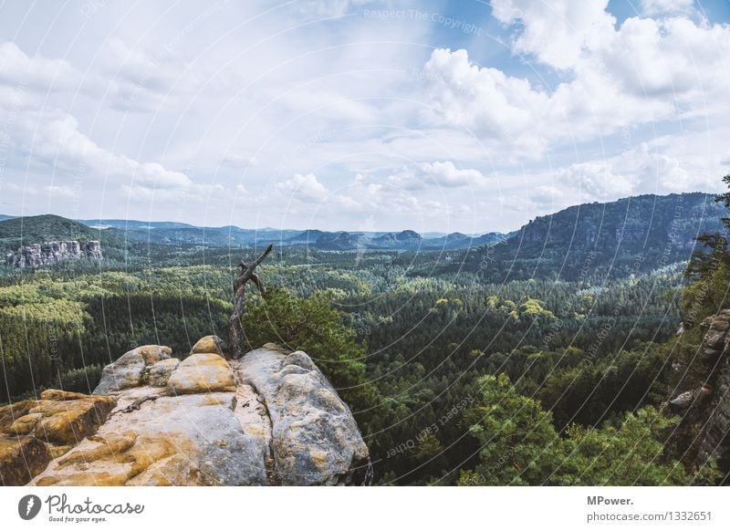 nichtalle(s)schlechtimosten! Umwelt Natur Landschaft Urelemente Wolken Schönes Wetter Baum Unendlichkeit Sächsische Schweiz Urwald Naturschutzgebiet