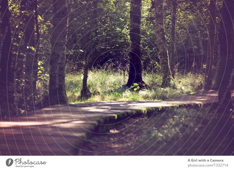 Lichtblicke auf dem Holzweg des Lebens Umwelt Natur Landschaft Sonne Sonnenlicht Herbst Wetter Schönes Wetter Baum Wald Moor Sumpf leuchten natürlich