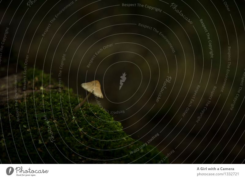 Pilzchen Umwelt Natur Landschaft Pflanze Herbst Moos Wald natürlich Einsamkeit zierlich filigran verrückt Gedeckte Farben Außenaufnahme Nahaufnahme