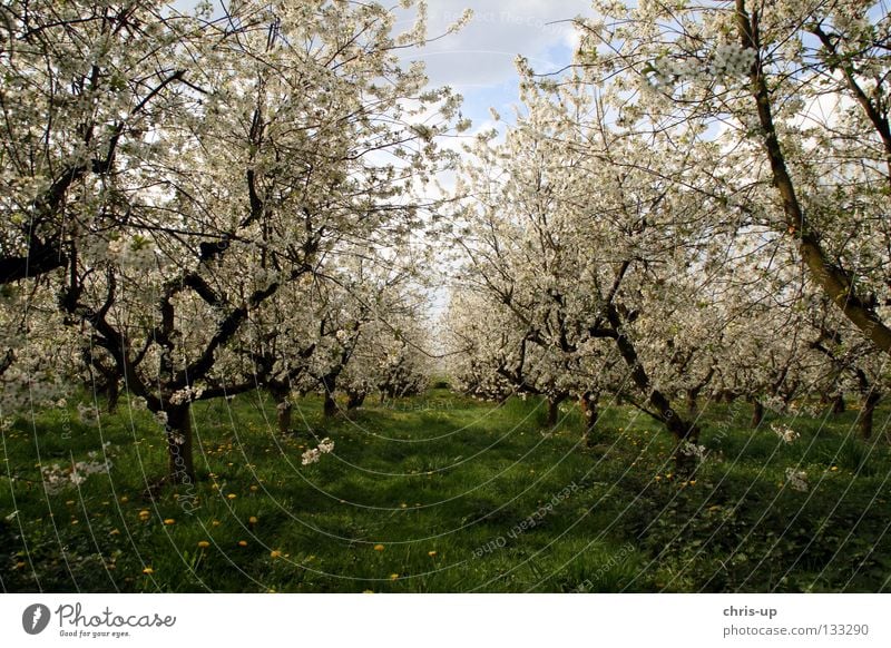 Kirschblüte Kirsche Kirschblüten Blüte Frühling Landwirtschaft Plantage Baum Feld Baumreihe Wiese Blume Sommer Frühlingsgefühle Frucht Kirschbaum Cerasus Reihe