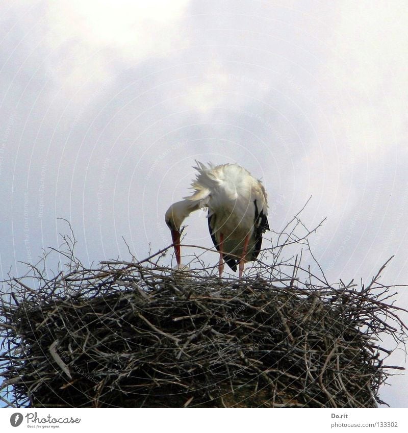 fürsorgliche Eltern Farbfoto Gedeckte Farben Außenaufnahme Textfreiraum oben Tag Zentralperspektive Ganzkörperaufnahme Wohnung Geburtstag Wolken Sträucher Vogel