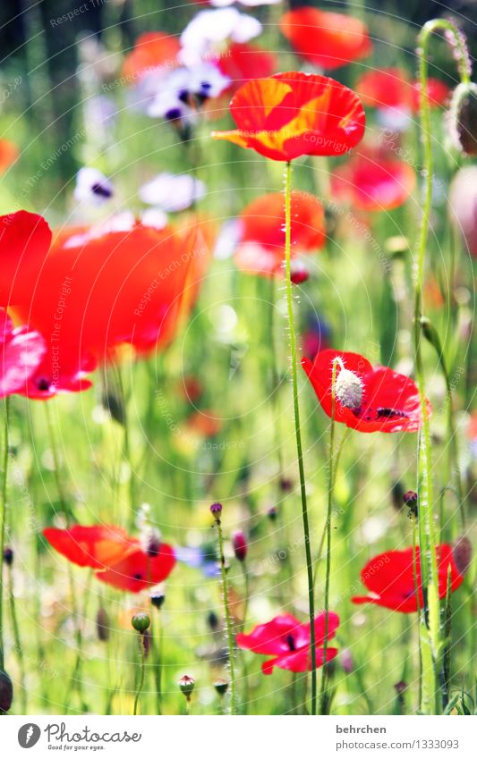 mo(h)ntag, mal wieder... Natur Pflanze Frühling Sommer Schönes Wetter Blume Gras Blatt Blüte Mohn Garten Park Wiese Blühend Duft leuchten Wachstum schön grün