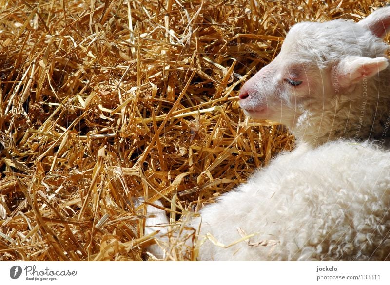 Easy Lebensmittel Ernährung Landwirtschaft Forstwirtschaft Zoo Tier Gras Fell Locken Kuh Tierjunges liegen träumen klein weich gelb weiß Pause Schaf Rasenmäher