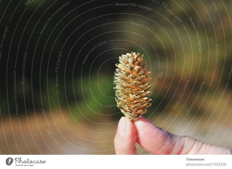 Das da! Ferien & Urlaub & Reisen Finger Umwelt Natur Pflanze Zapfen Kiefer Wald Dänemark ästhetisch natürlich grün schwarz Lebensfreude Zufriedenheit festhalten