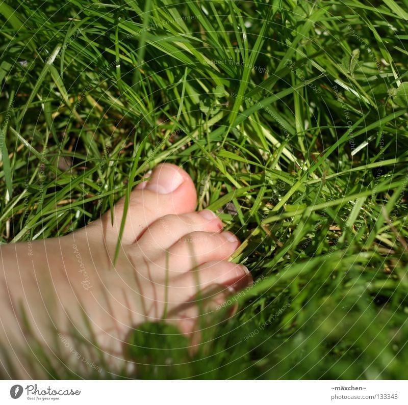 ohne Schuhe / without shoes II Barfuß gehen Gesundheit Gras Halm grün Klee Kleeblatt Nagel Sommer Wiese Zehen Mensch entstehen Erholung Fuß Haut Kitzel laufen