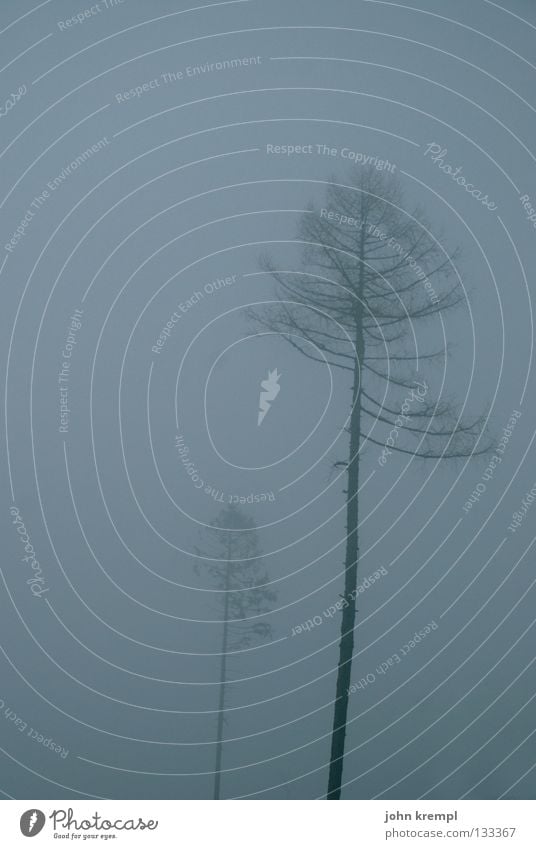 david und goliath Baum gruselig Nebel grau blau-grau dunkel Dämmerung Nacht Hexe Sturm Schneise Nadelbaum Waldlichtung Grauen böse Winter Vergänglichkeit