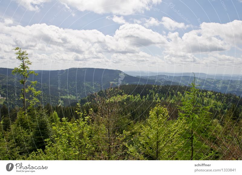 wieso eigentlich schwarz? Umwelt Natur Landschaft Pflanze Himmel Wolken Schönes Wetter Baum Grünpflanze Wald Hügel Berge u. Gebirge grün Tanne Nadelbaum