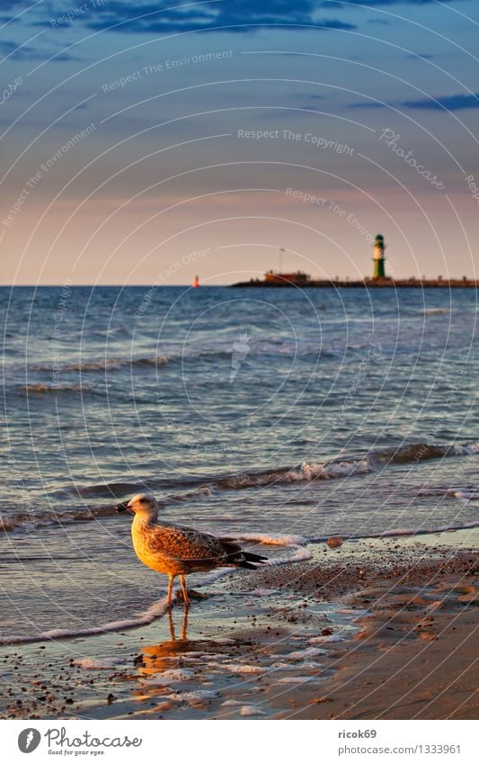 Ostseeküste Ferien & Urlaub & Reisen Strand Natur Landschaft Wasser Wolken Küste Meer Leuchtturm Tier Wildtier Vogel 1 Romantik Idylle Tourismus Möwe