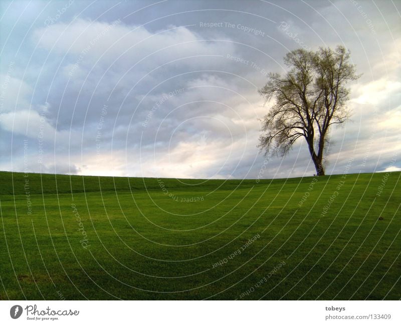 Mr. Lonley ruhig Berge u. Gebirge Golfplatz Himmel Wolken Frühling Unwetter Wind Regen Gewitter Baum Wiese Hügel Einsamkeit Grass Dämmerung