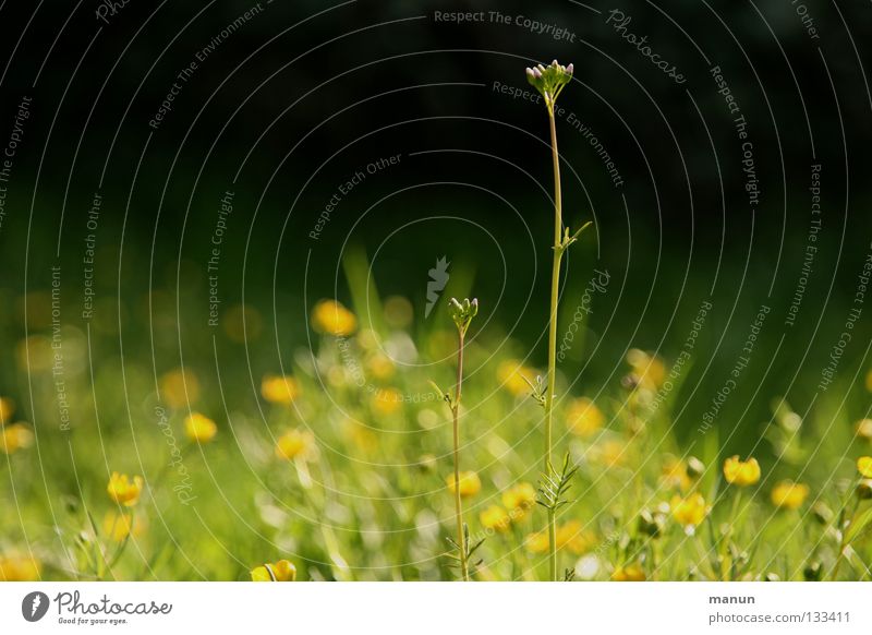 Streber Sinnesorgane Erholung ruhig Gartenarbeit Umwelt Natur Frühling Sommer Schönes Wetter Wärme Blume Gras Blüte Wildpflanze Wiese frisch hoch gelb grün